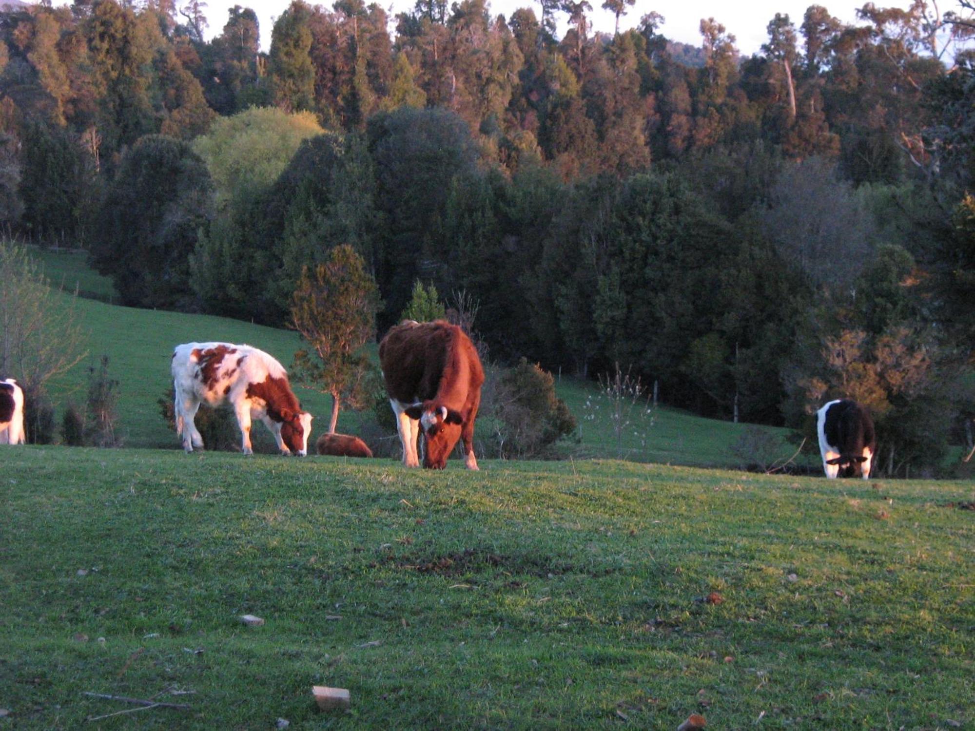 Lodge El Taique Puyehue Eksteriør billede